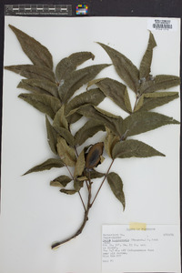 Carya illinoinensis image