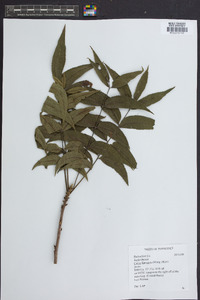 Carya illinoinensis image