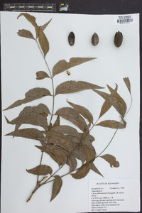 Carya illinoinensis image