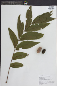 Carya illinoinensis image