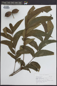 Carya illinoinensis image