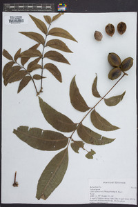 Carya illinoinensis image