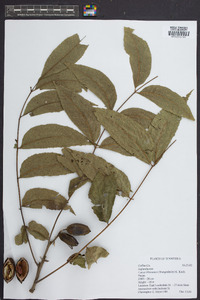 Carya illinoinensis image