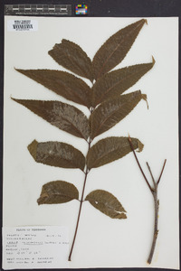 Carya illinoinensis image