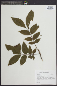 Carya illinoinensis image