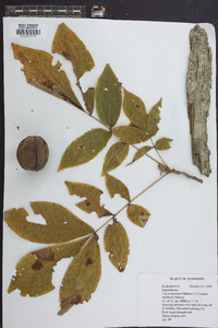 Carya laciniosa image