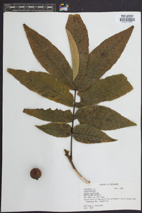 Carya laciniosa image