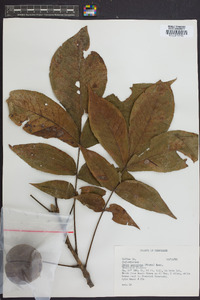 Carya laciniosa image