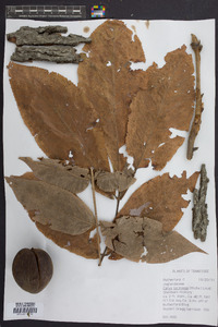 Carya laciniosa image