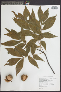 Carya ovalis image