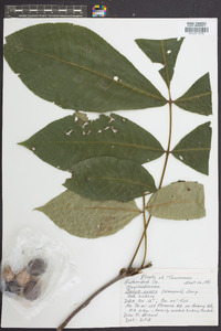 Carya ovalis image