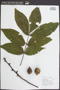 Carya ovalis image