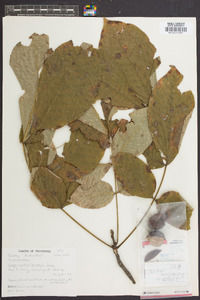 Carya ovalis image