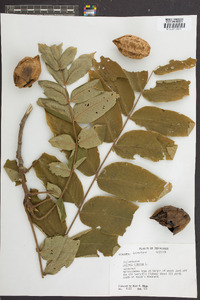 Juglans cinerea image