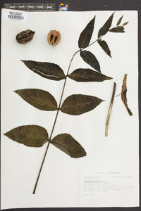 Juglans cinerea image