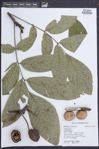 Juglans regia image