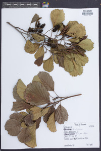 Alnus glutinosa image