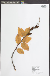 Betula alleghaniensis image