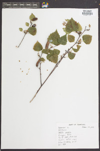 Betula pendula image