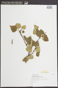 Betula pendula image