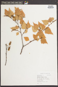 Betula pendula image