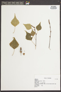 Betula populifolia image