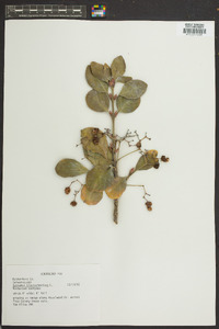 Euonymus kiautschovica image