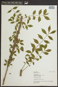 Euonymus alatus image