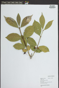 Euonymus alatus image