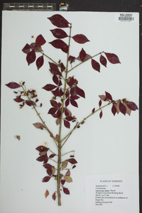 Euonymus alatus image