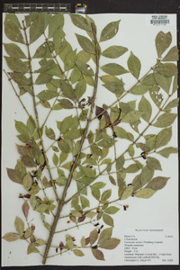 Euonymus alatus image