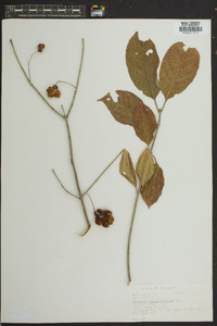 Euonymus atropurpureus image