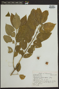 Euonymus atropurpureus image