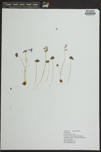 Oxalis rubra image