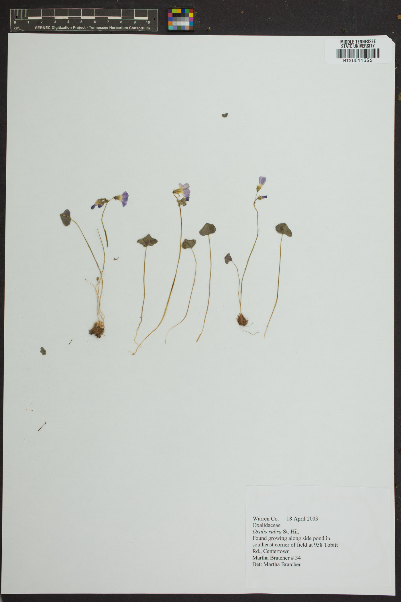 Oxalis rubra image