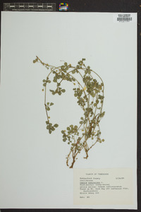 Oxalis corniculata image