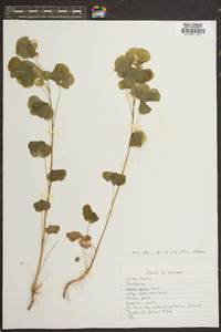 Oxalis grandis image