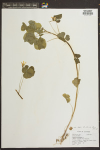 Oxalis grandis image