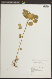 Oxalis grandis image