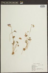 Oxalis violacea image