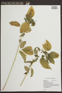 Acalypha ostryifolia image