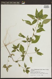 Acalypha rhombifolia image