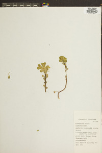 Euphorbia commutata image