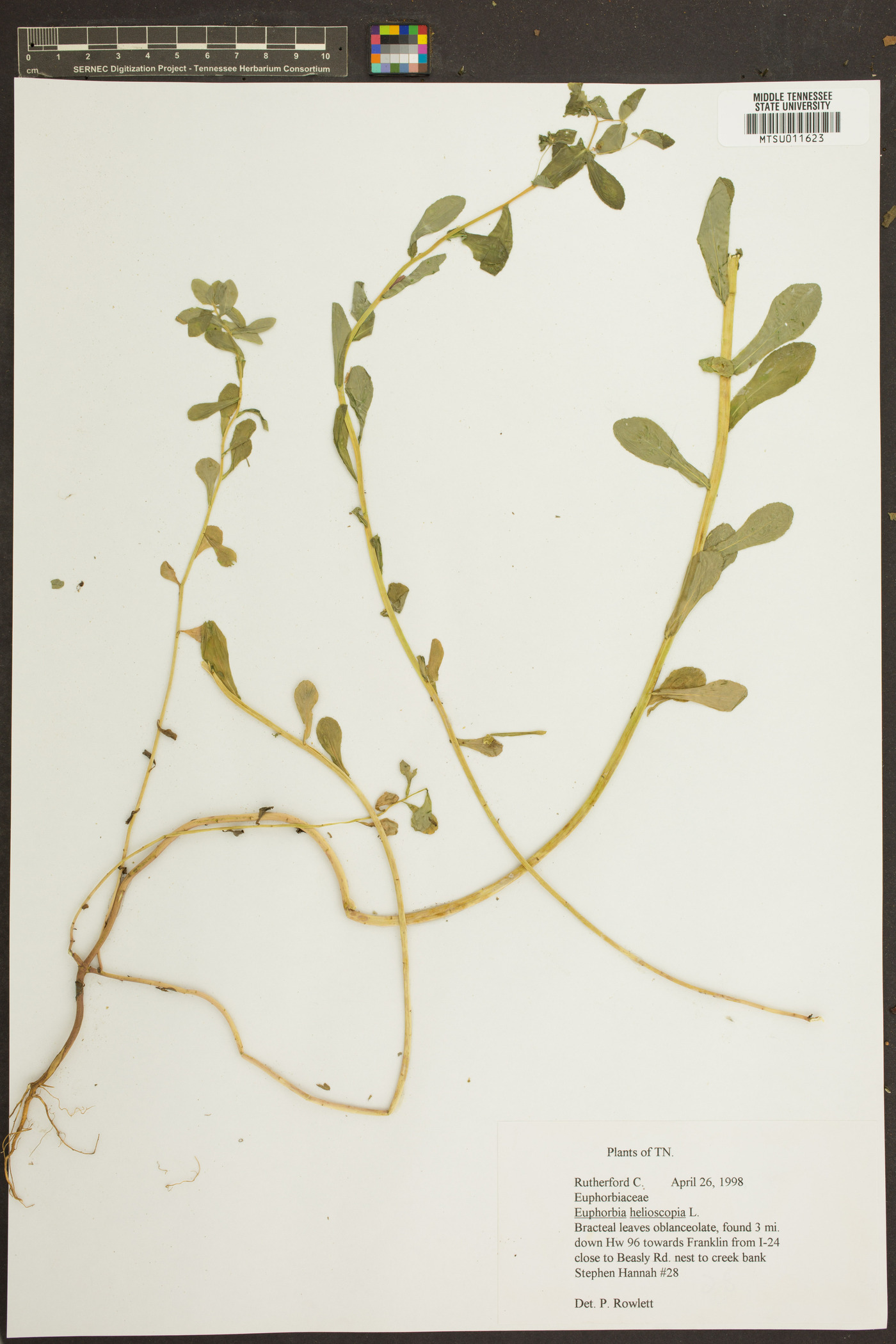 Euphorbia helioscopia image