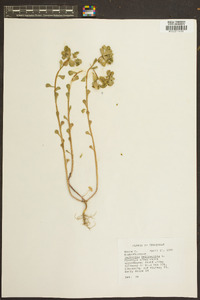 Euphorbia helioscopia image