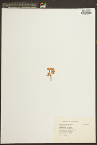 Image of Euphorbia milloti