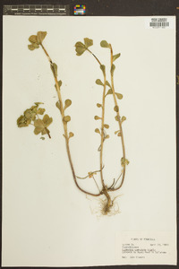 Euphorbia commutata image