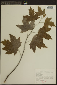 Populus alba image