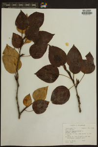 Populus balsamifera image