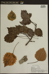 Populus grandidentata image